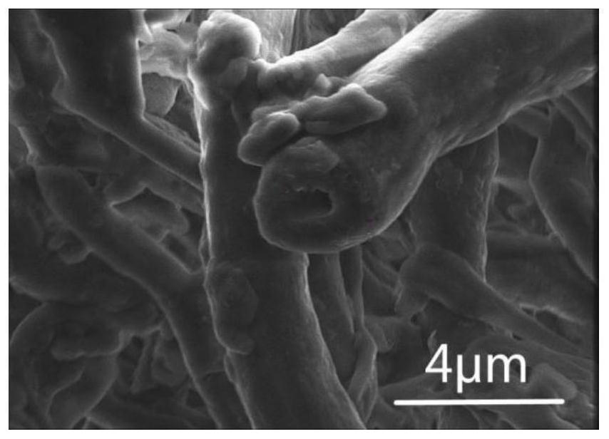 一种以灵芝菌丝为载体制备缓释药物的方法