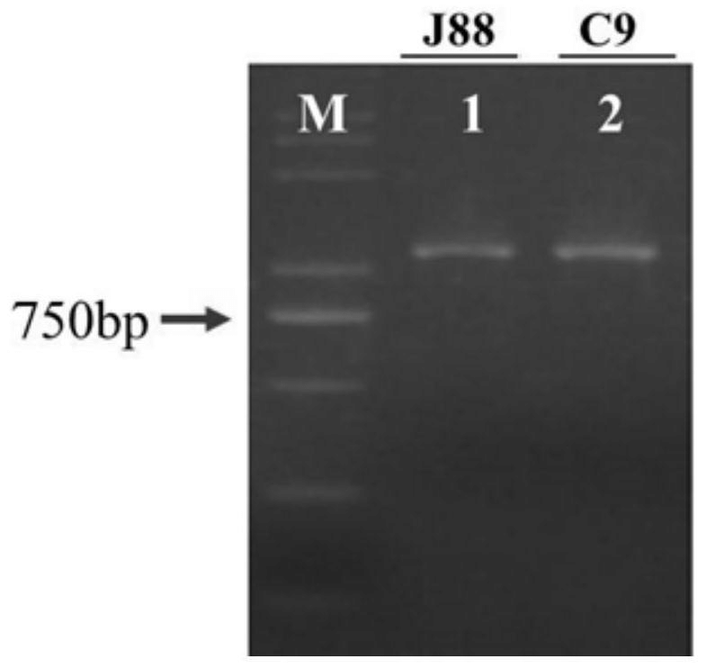 水稻OsIDEF1基因强抗逆基因型分子标记及其应用
