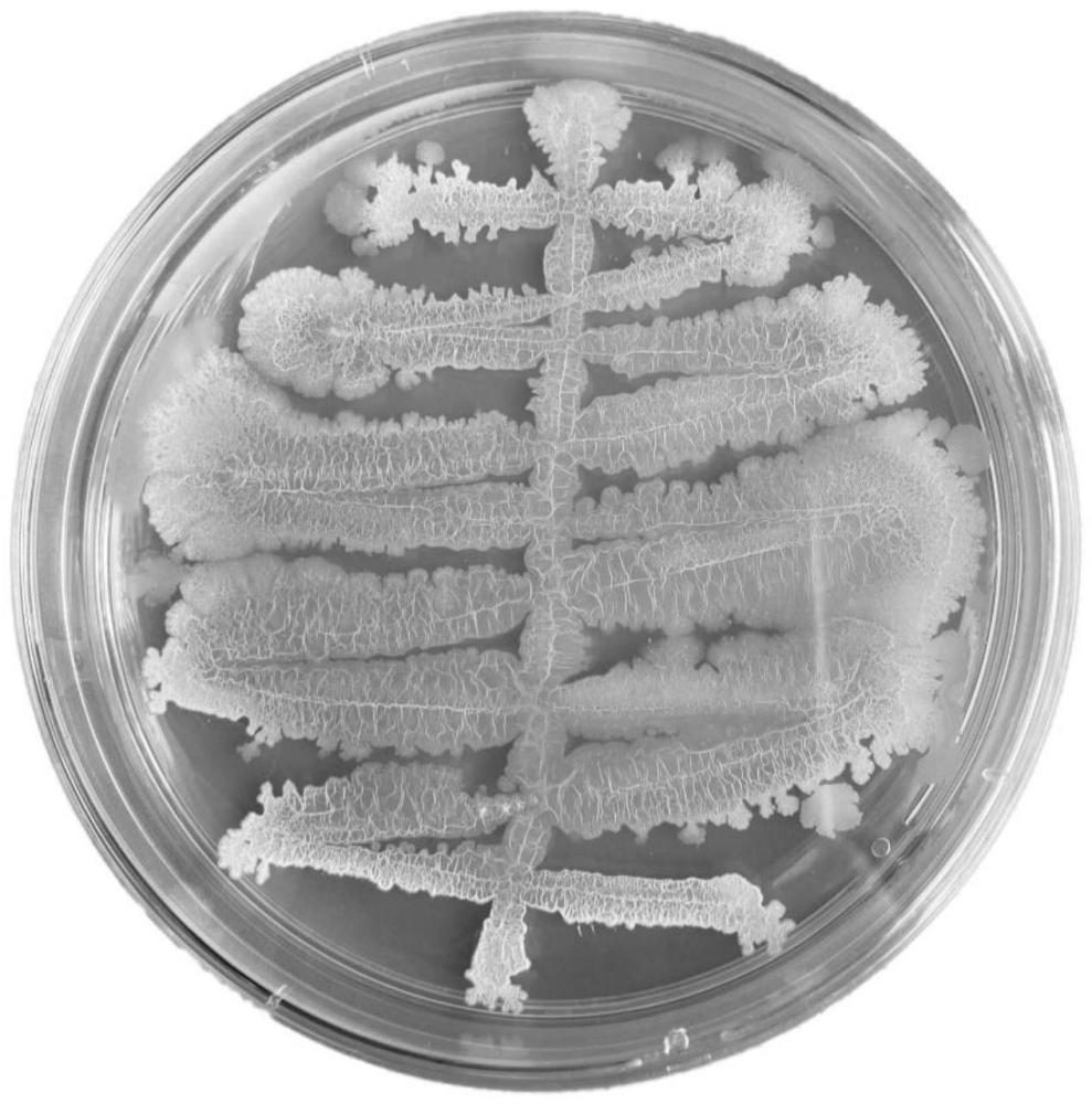 一株稻瘟病生防促生菌及其应用