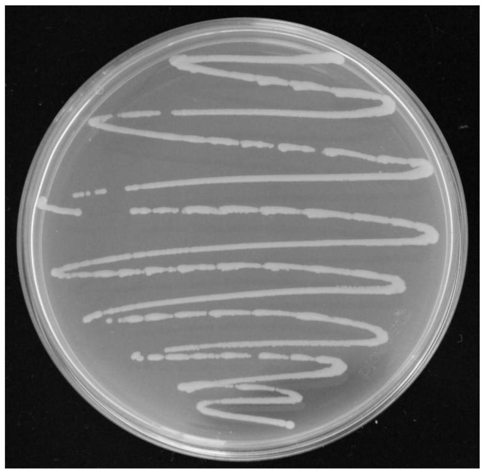 一株可分泌IAA的耐盐碱促生菌YS-AT1及其应用