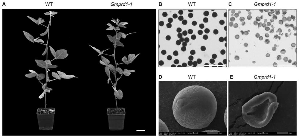 一种植物减数分裂相关蛋白GmPRD1及其编码基因和应用