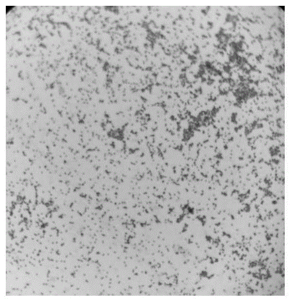 一株铜绿假单胞菌及其应用