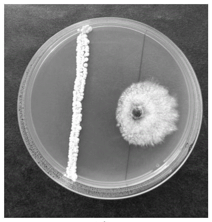 一株吸水链霉菌及其应用